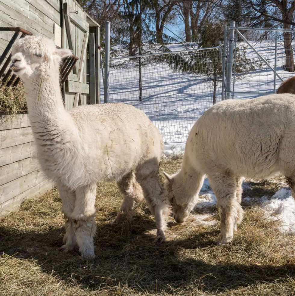 Les alpagas du Centre de la nature de Laval.