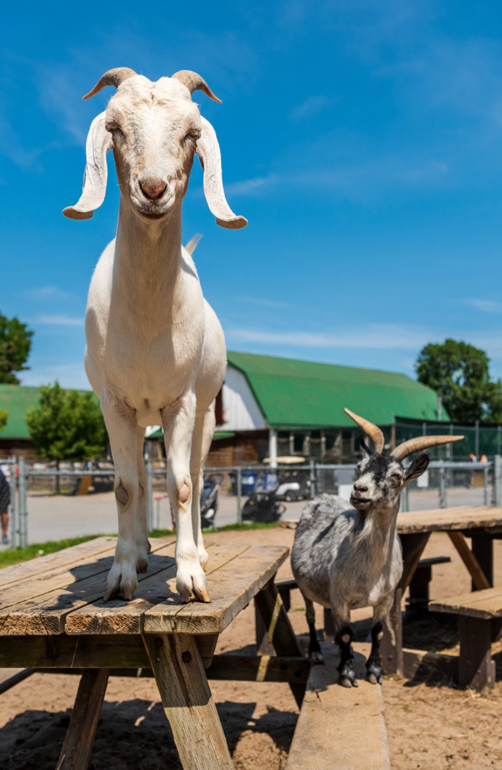 Les animaux de la fermette du Centre de la nature de Laval.
