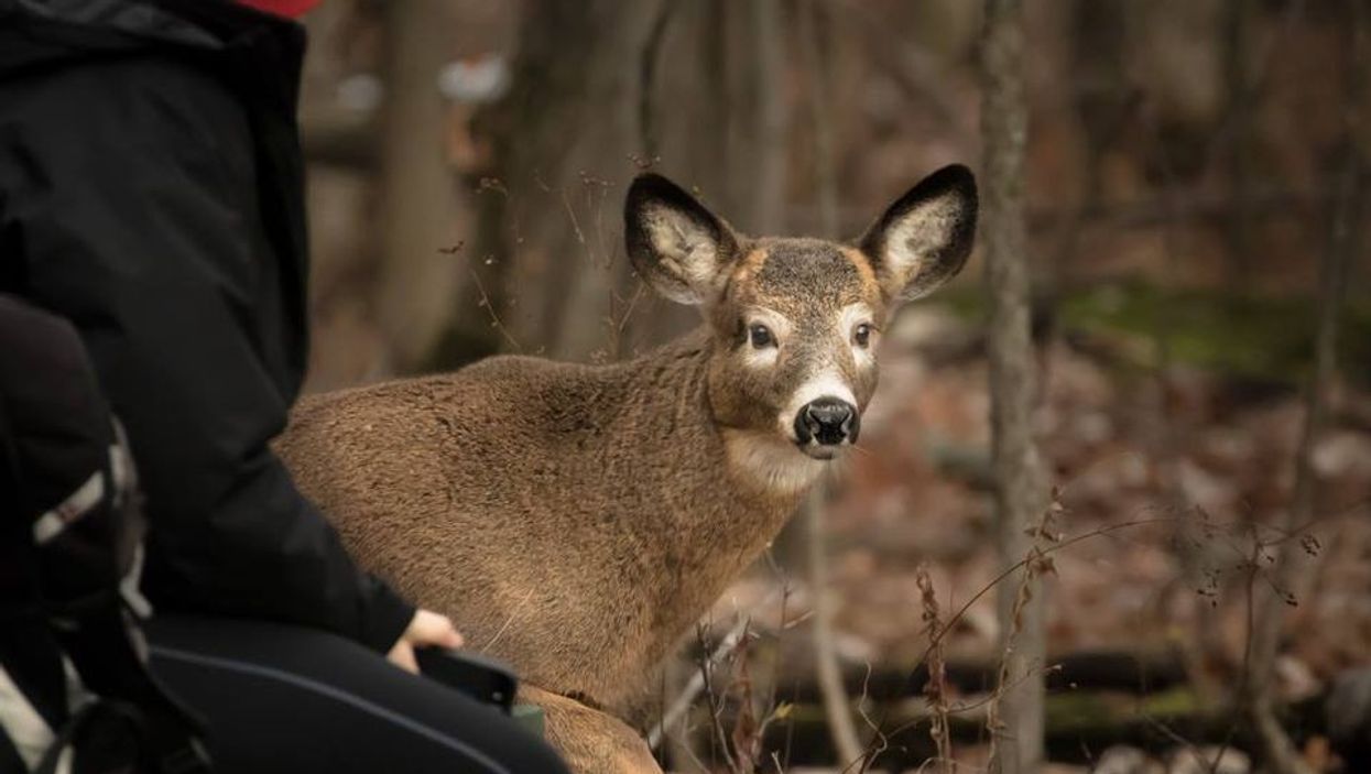 Les cerfs du parc Michel-Chartrand à Longueuil seront finalement tués d'ici la fin du mois