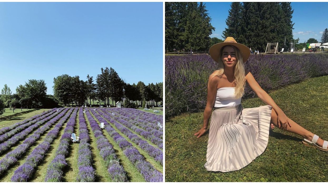 Les champs de lavande de la Maison Lavande près de Montréal ouvrent le 22 juin