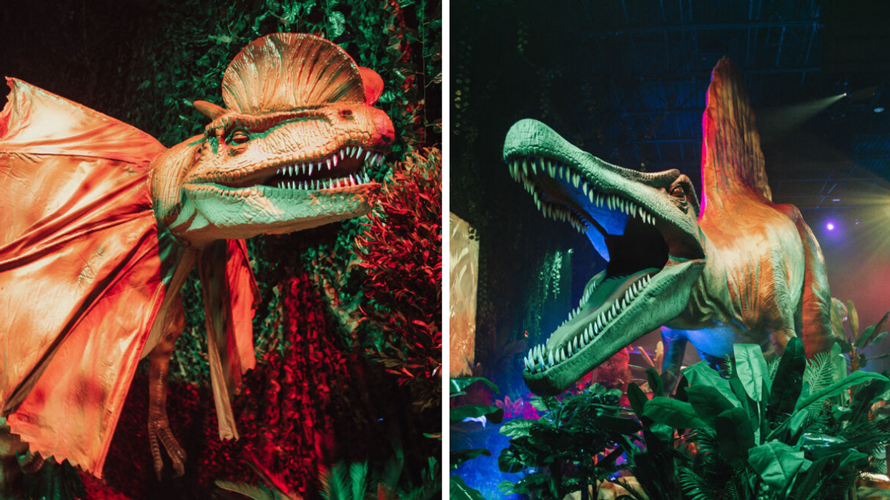 Les dinosaures de Dinos Alive. Droite : L'exposition immersive de Dinos Alive.