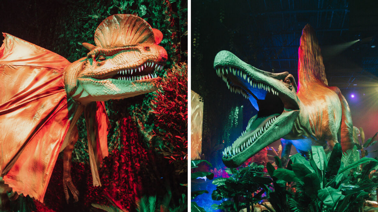 Les dinosaures de Dinos Alive. Droite : L'exposition immersive de Dinos Alive.