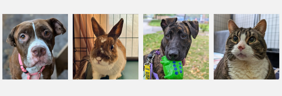 Les images d'un chien, d'un lapin, d'un autre chien et d'un chat.