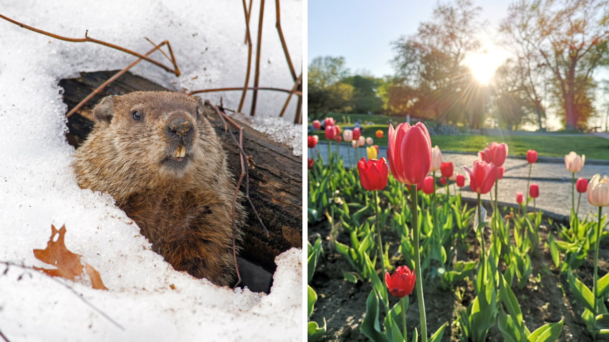 Les prédictions de l'arrivée du printemps 2022 au Québec sont dévoilées et t'es pas prêt