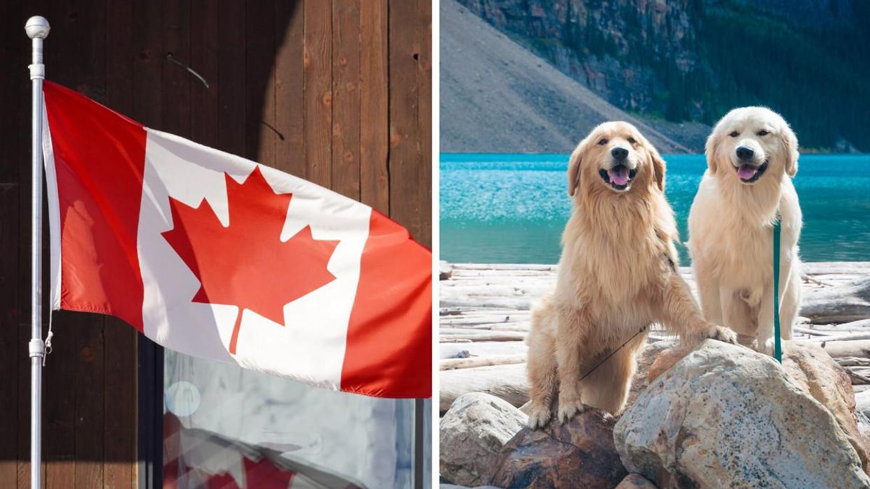 Les races de chiens les plus populaires dans chaque province au Canada sont révélées