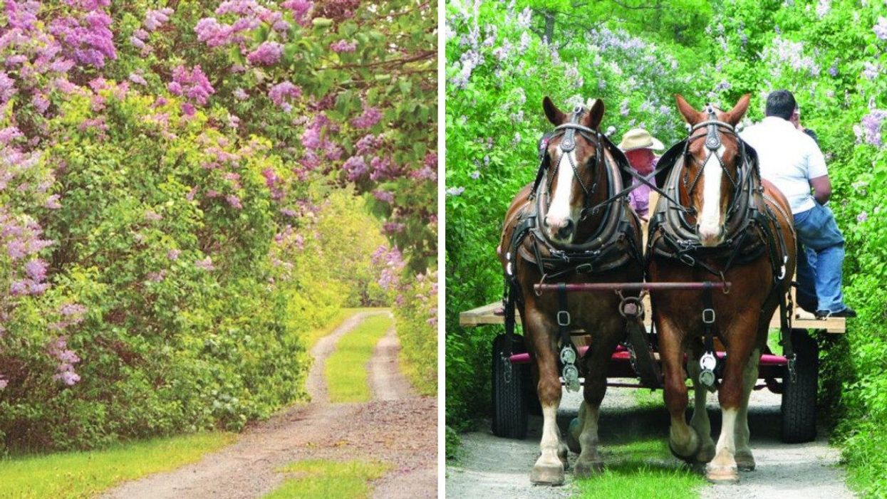 Lilac Lane in Franktown, Ontario.