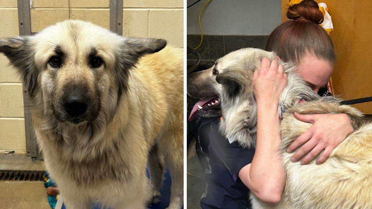 Lilo, the abandoned dog in Tennessee. Right: Lilo reunited with her owner.