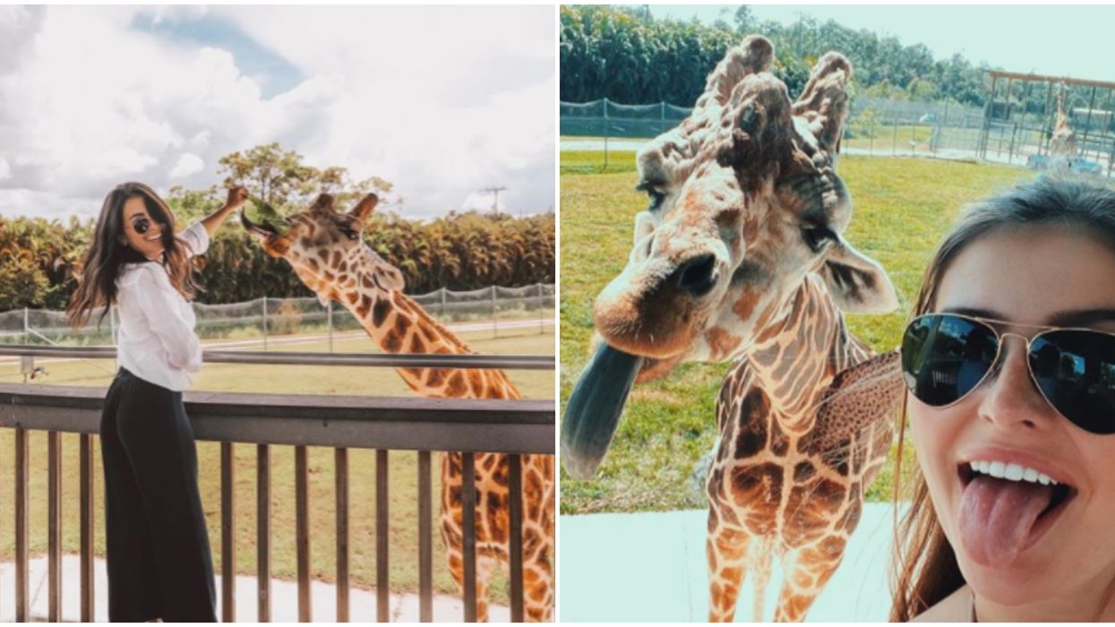 Lion Country Safari Is Florida's Only Drive-Thru Safari & You Can Visit For $19