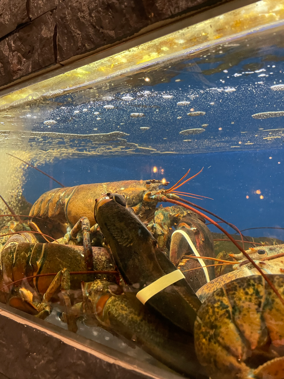 Lobster in a fish tank by the table.