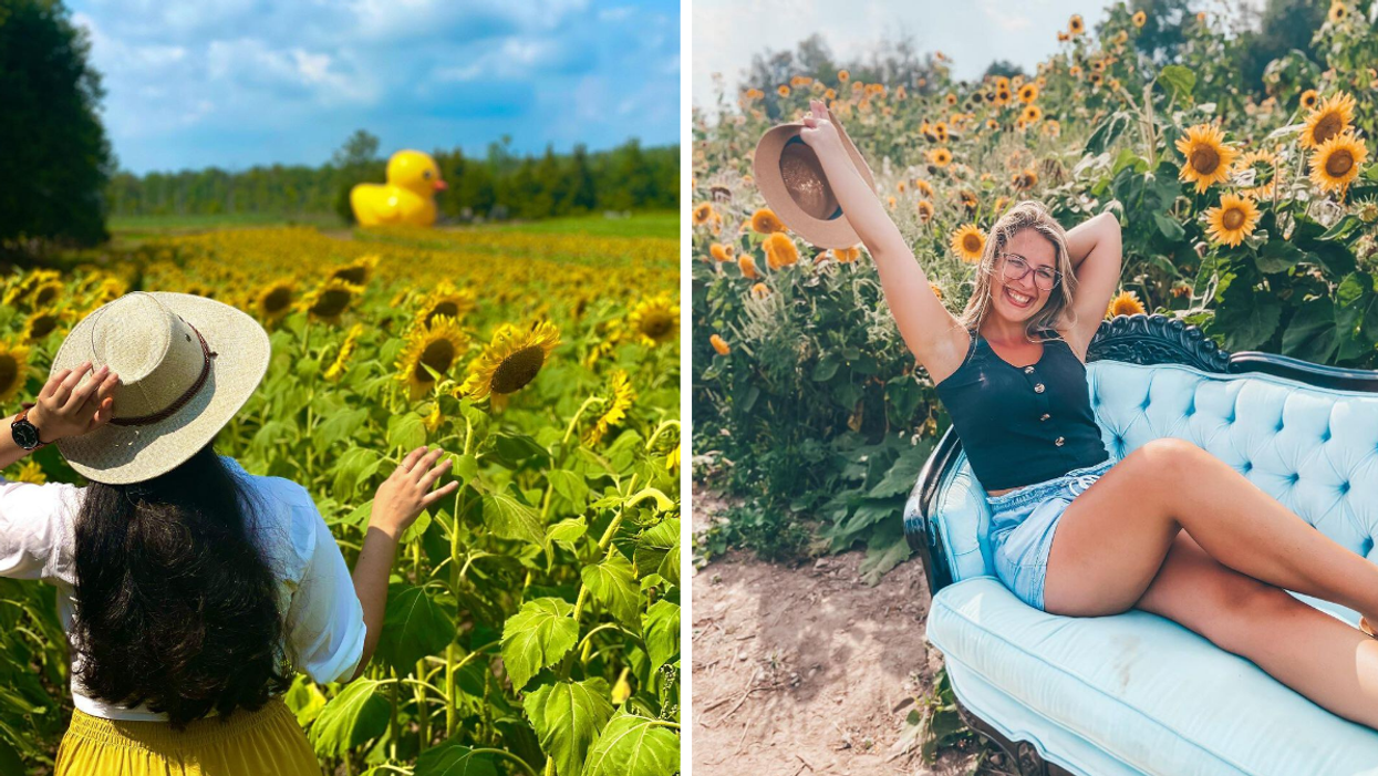 Looking at a field of sunflowers with a yellow duck. Right: Sitting on a couch in a sunflower farm.