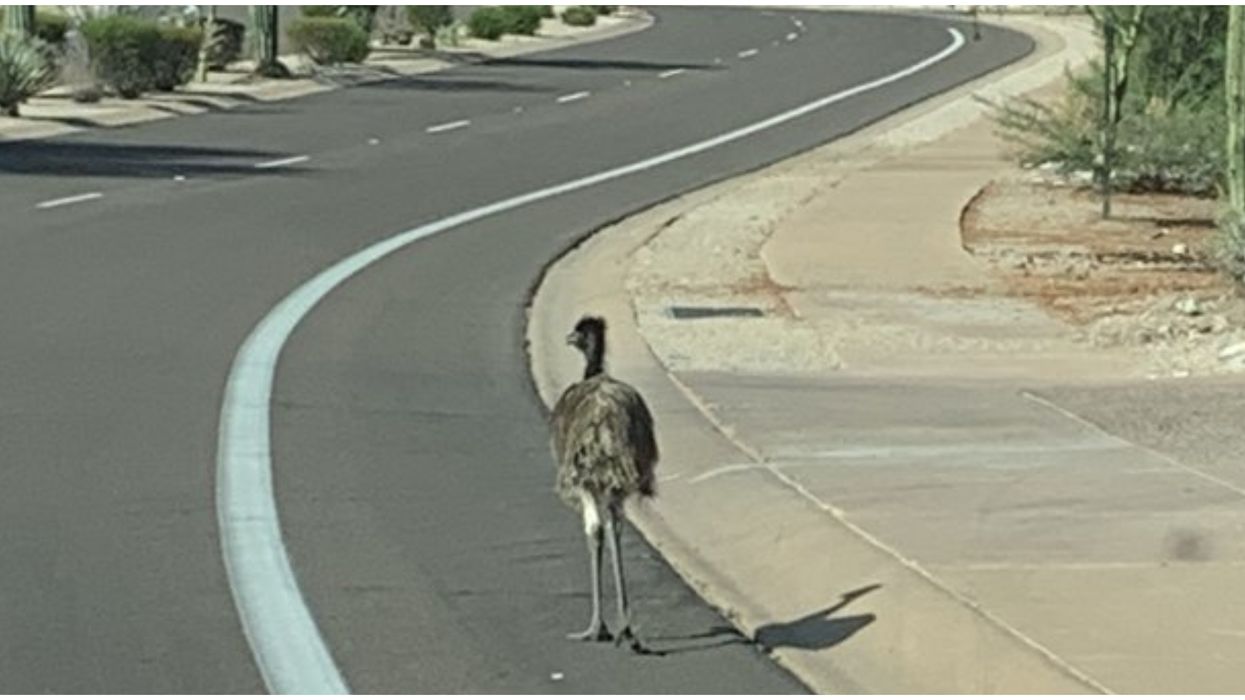 Lost Emu In Scottsdale Was Picked Up By Police This Morning