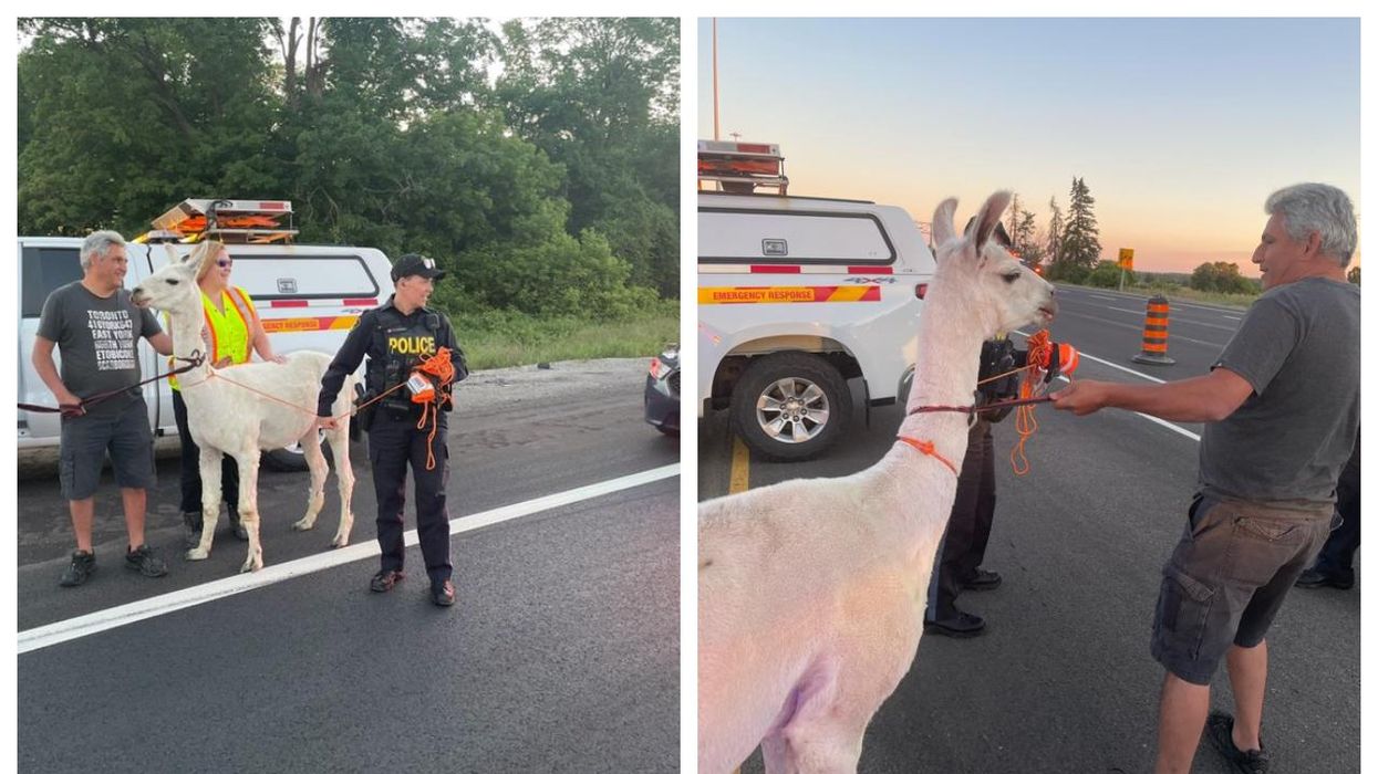 Lost Llama On Highway 400 Caused Chaos