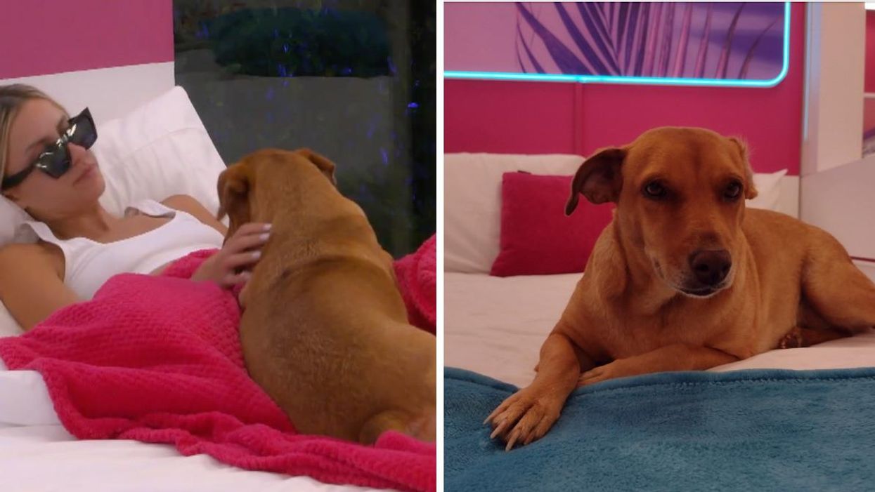 Lucy, le chien de L'île de l'amour.