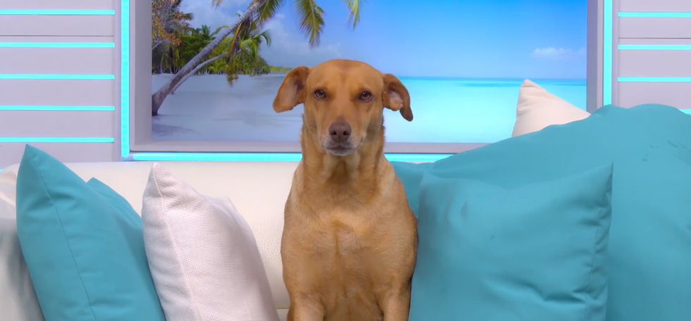 Lucy, le chien de L'\u00eele de l'amour.