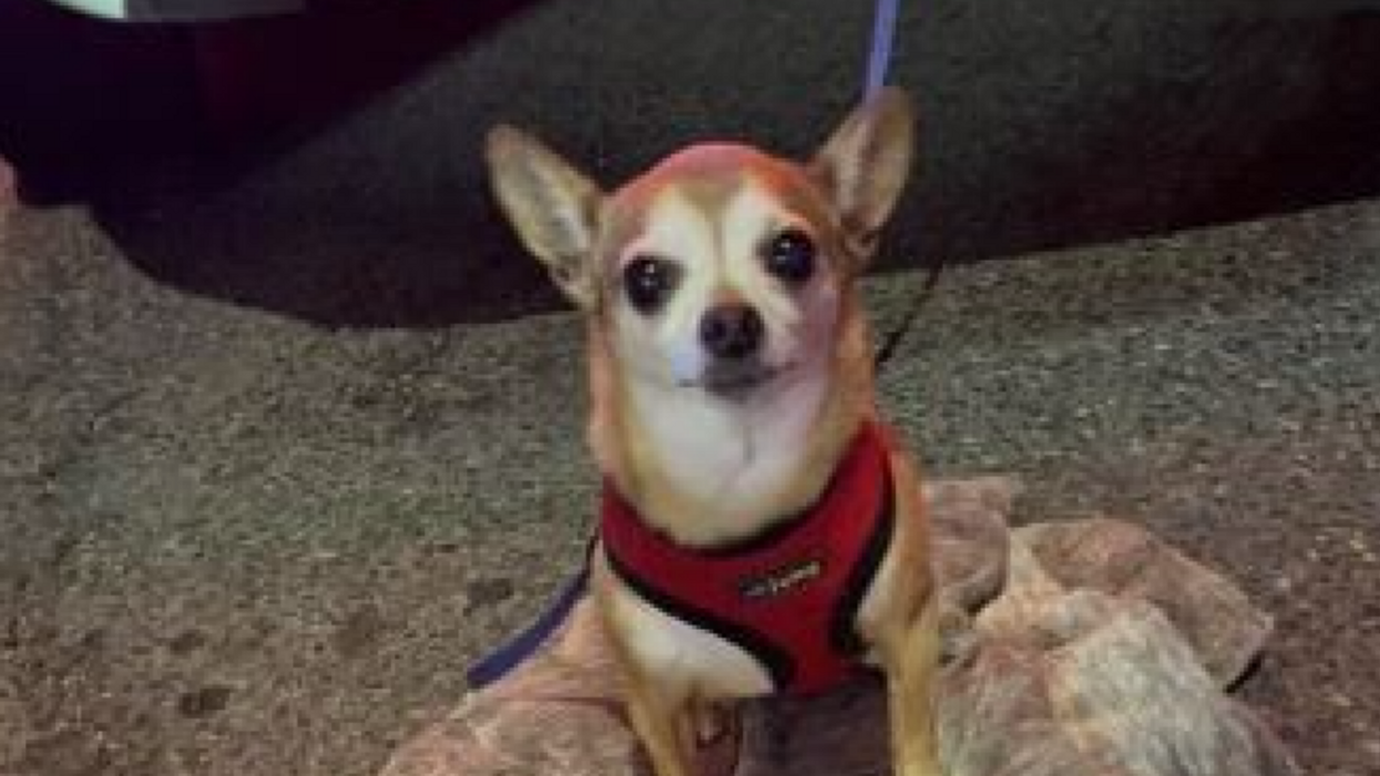 Lulu the chihuahua.