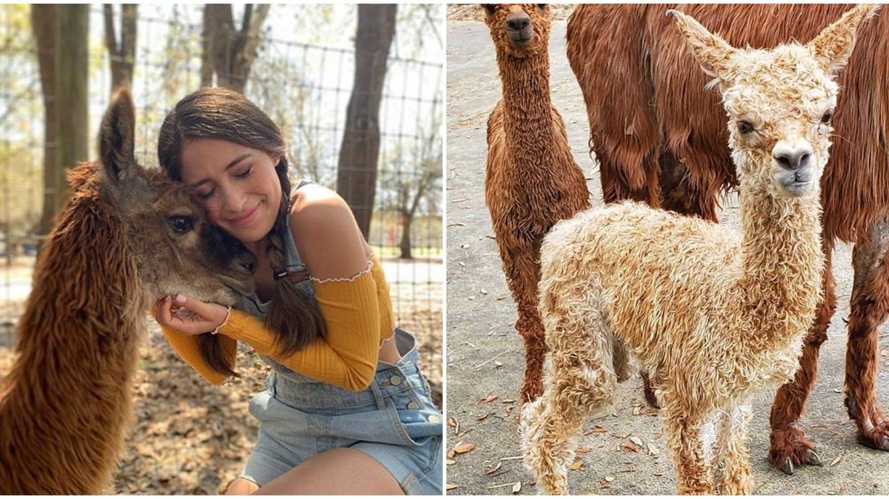 LunaSea Alpaca Farm Near Orlando Let's You Cuddle With The Cutest Baby Alpacas For $10