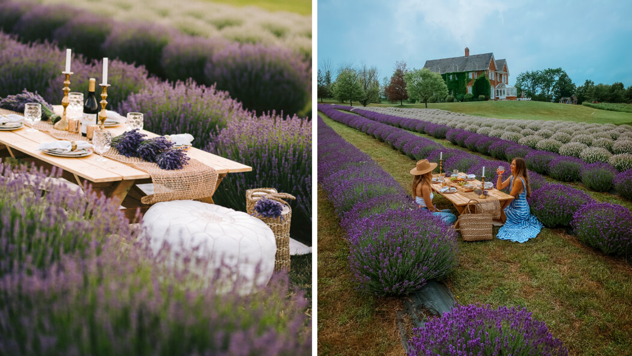 Luxury picnic setup at Purple Hill Lavender Farm in Ontario.