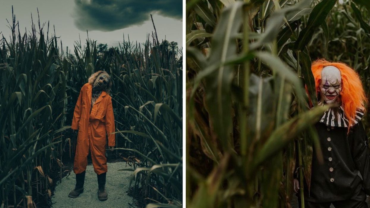 Maan Farms corn maze.Right: Scariest Corn Maze in Canada.