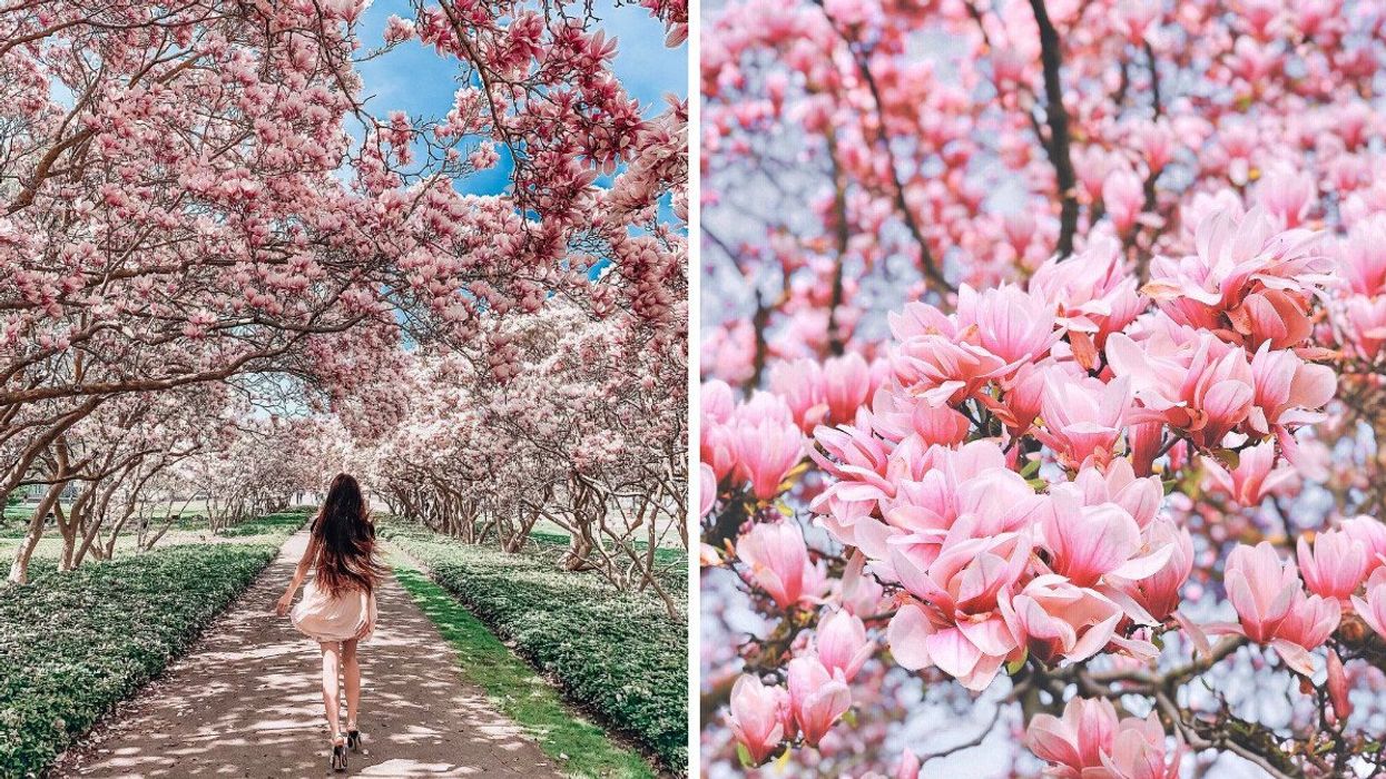 Magnolia Allée in Niagara Falls.