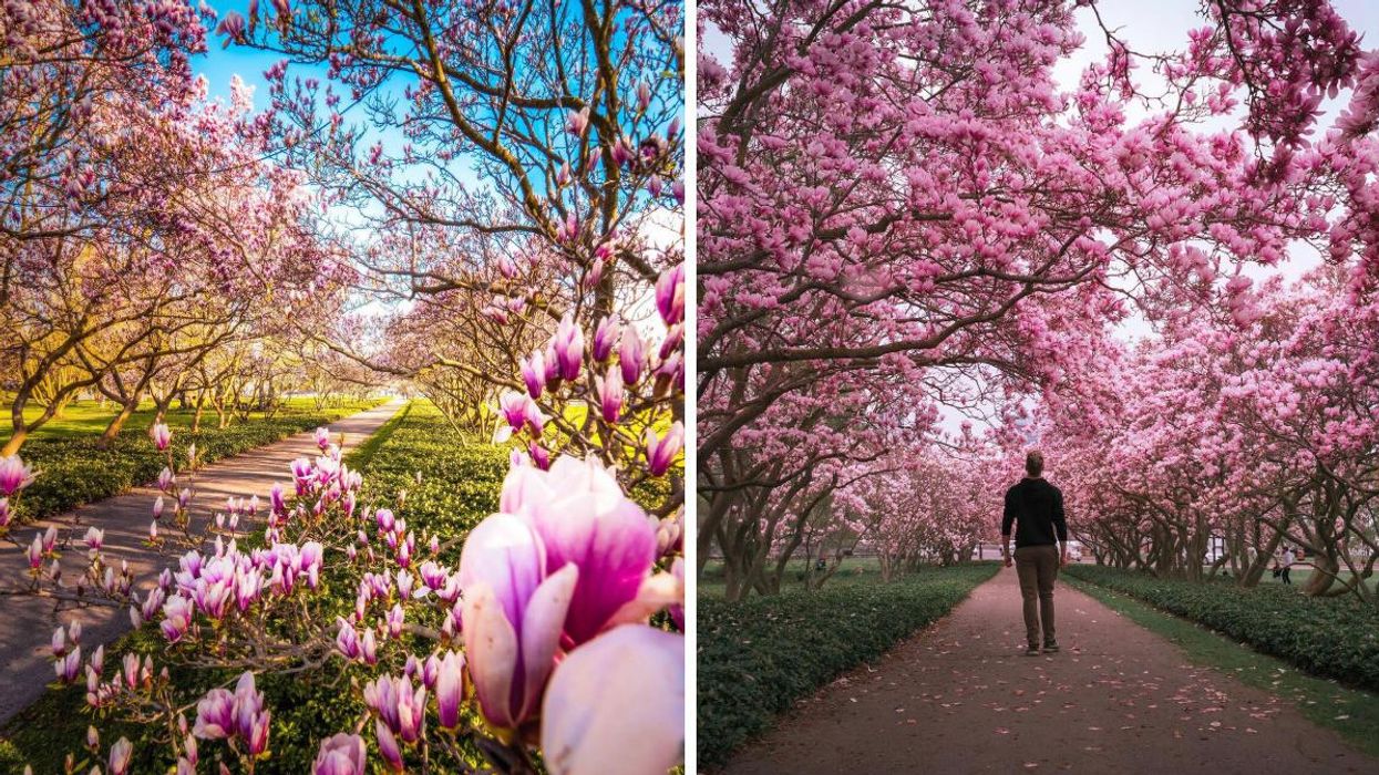 Magnolia Allée in Niagara, Ontario.