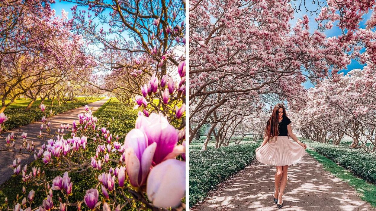 Magnolia trees along a pathway.