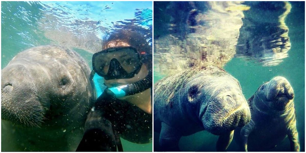 Manatee Snorkel Tour In Florida Is A Super Cheap Date Adventure With