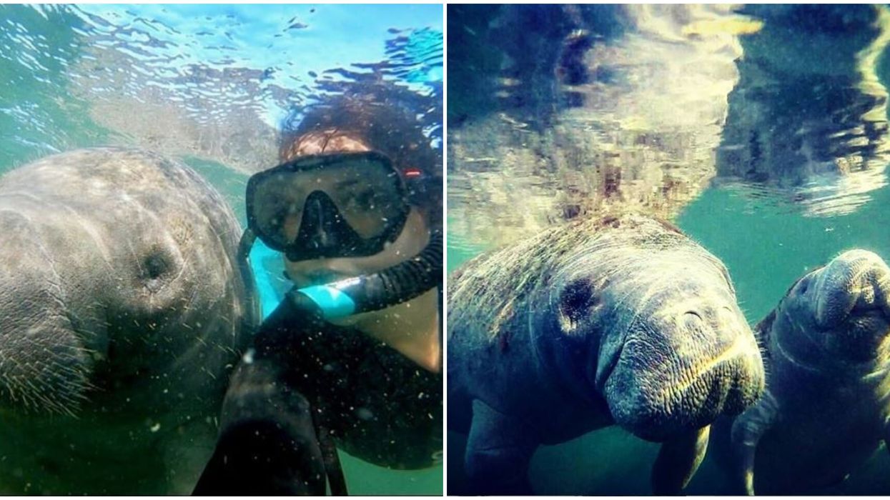 Manatee Snorkel Tour In Florida Is A Super Cheap Date Adventure With This Groupon Deal