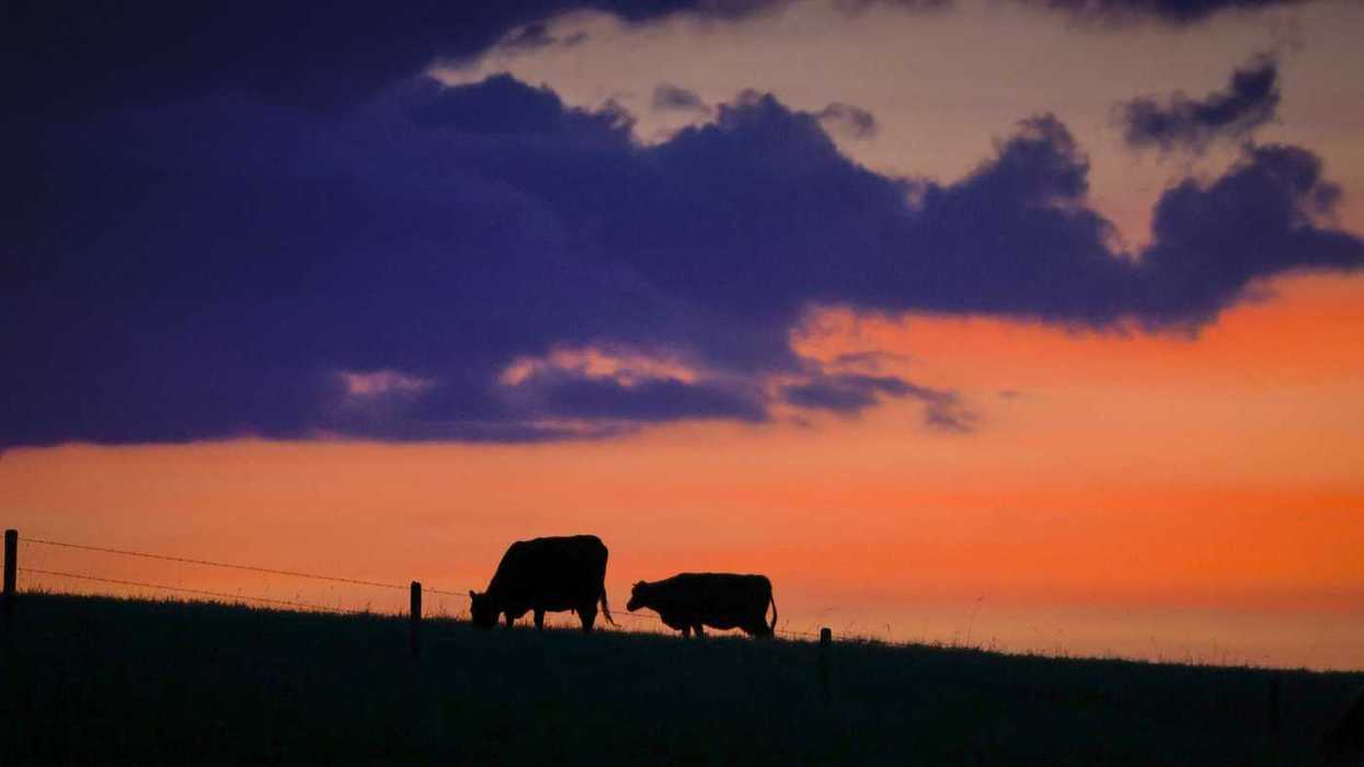Manitoba aims to hire dedicated cattle officer