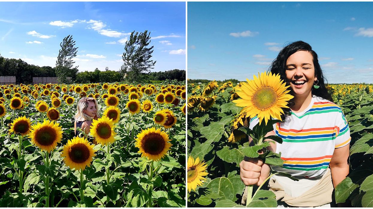 Manitoba's A Maze In Corn Is Turning Into A Giant Sunflower Labyrinth This Summer