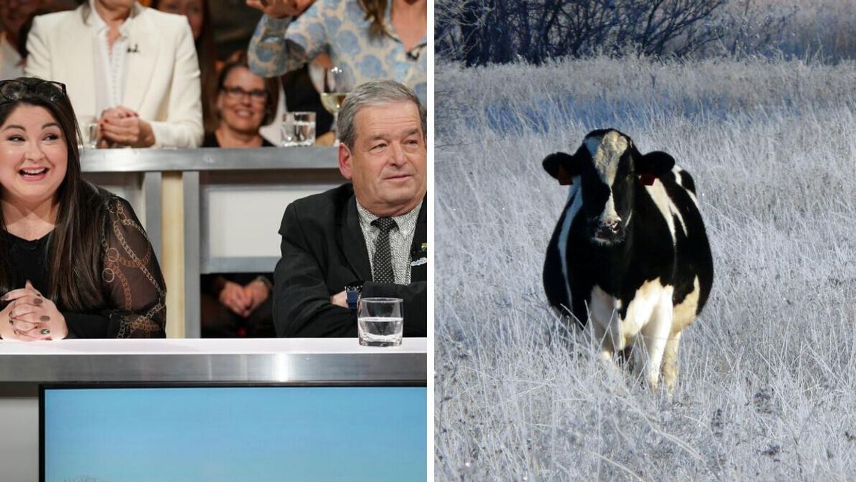 Marie-Andrée Cadorette et Jean-Yves St-Arnaud. Droite : Une vache.