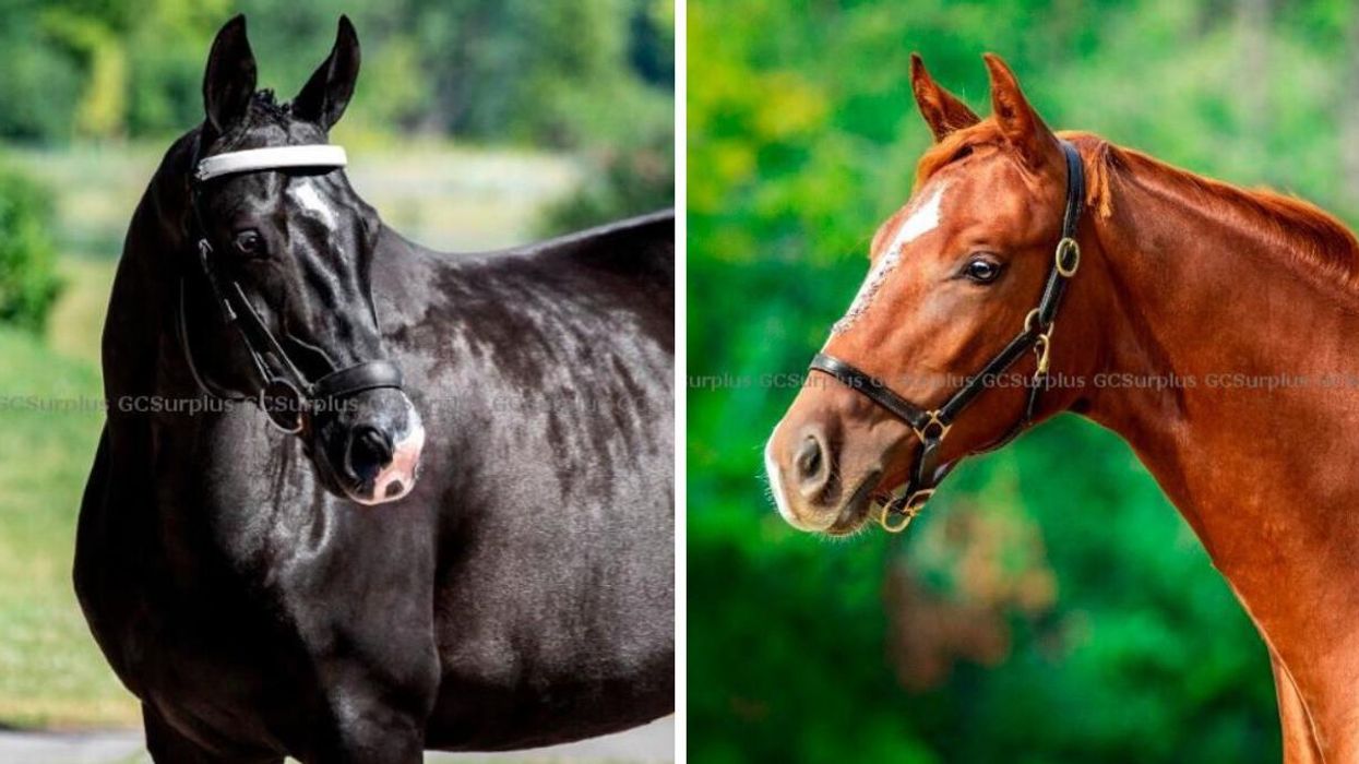 Marina the horse. Right: Tempo, another one of the horses being auctioned.