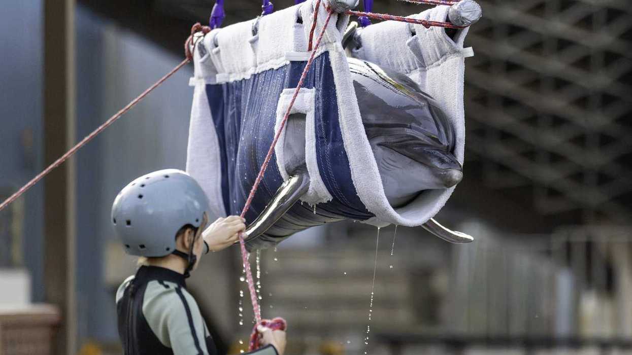 Marineland dolphin dies in Spain after move