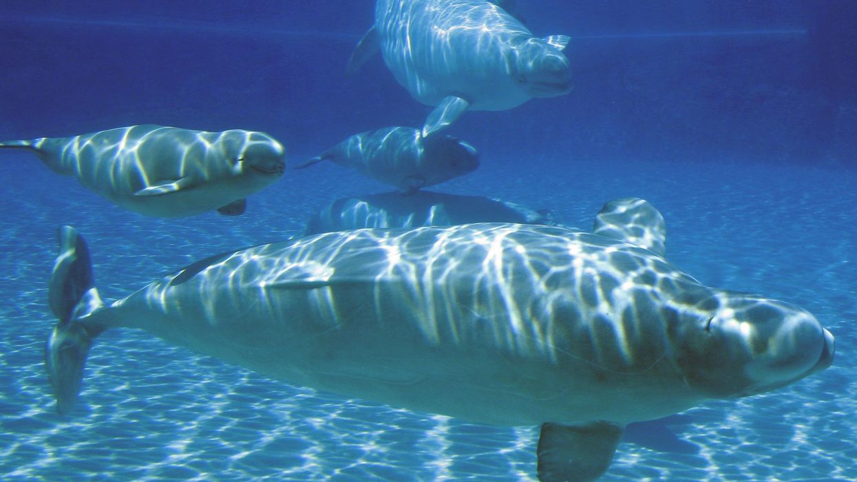 Marineland Was Charged For Allegedly Using Dolphins & Whales As Illegal Entertainment