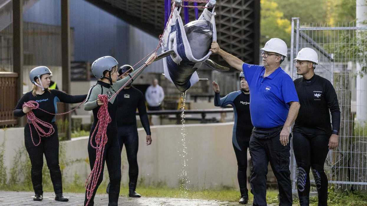Marineland whales and dolphin dead after move