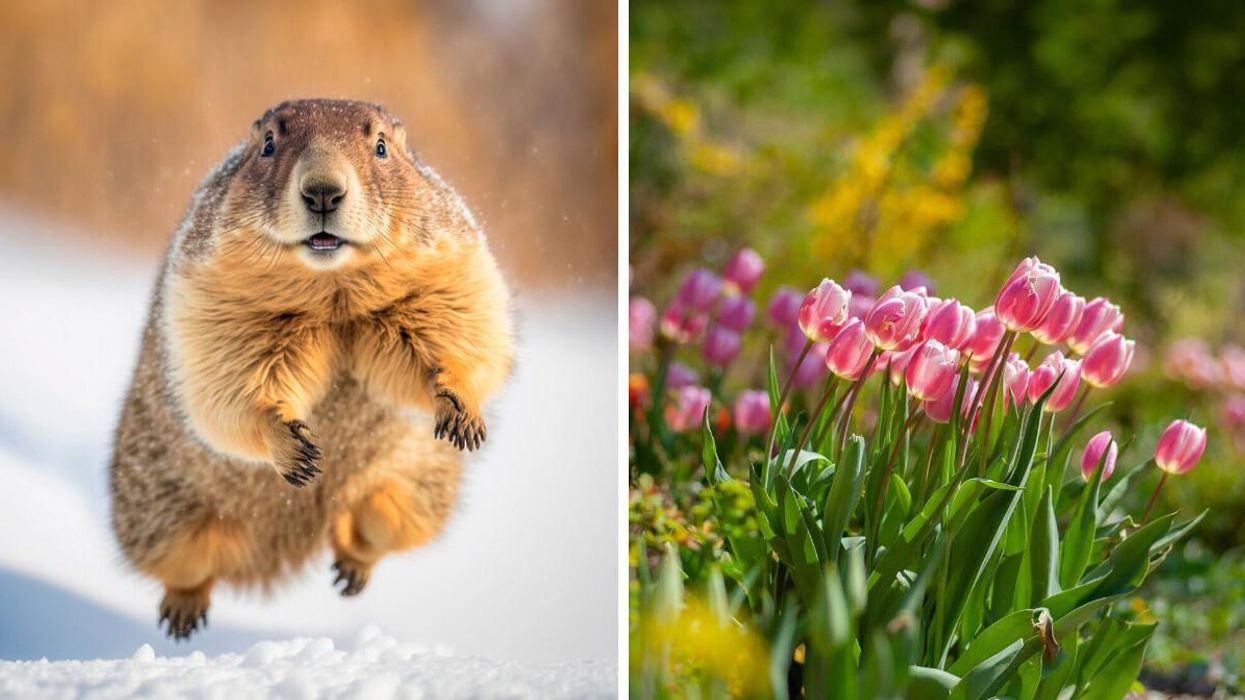 Marmotte dans la neige. Droite : Tulipes au printemps.