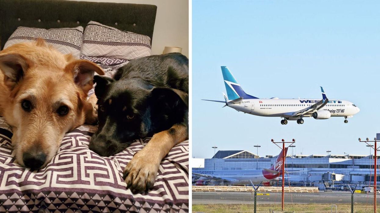 Megan Copeland's dogs. Right: A WestJet flight.