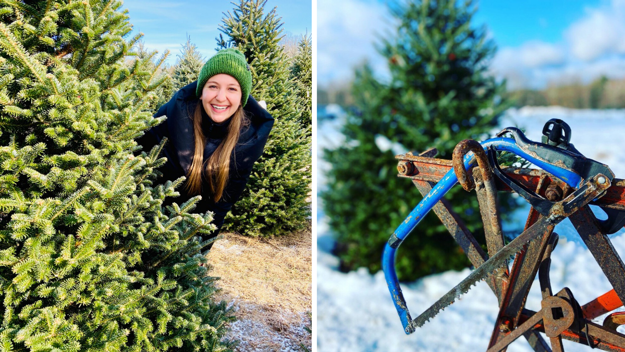 Megan peeking out from a Christmas tree. Right: Saws by an evergreen tree.