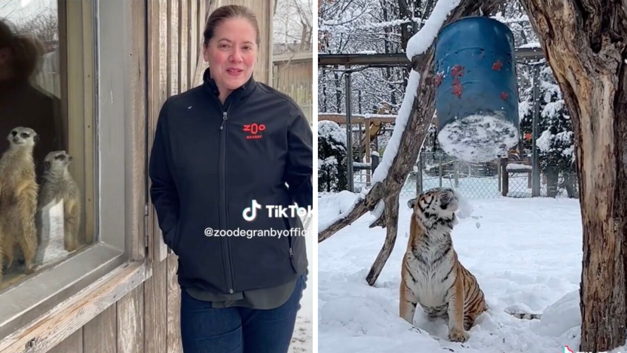 Membre de l'équipe. Droite: Tigre qui joue dans la neige.