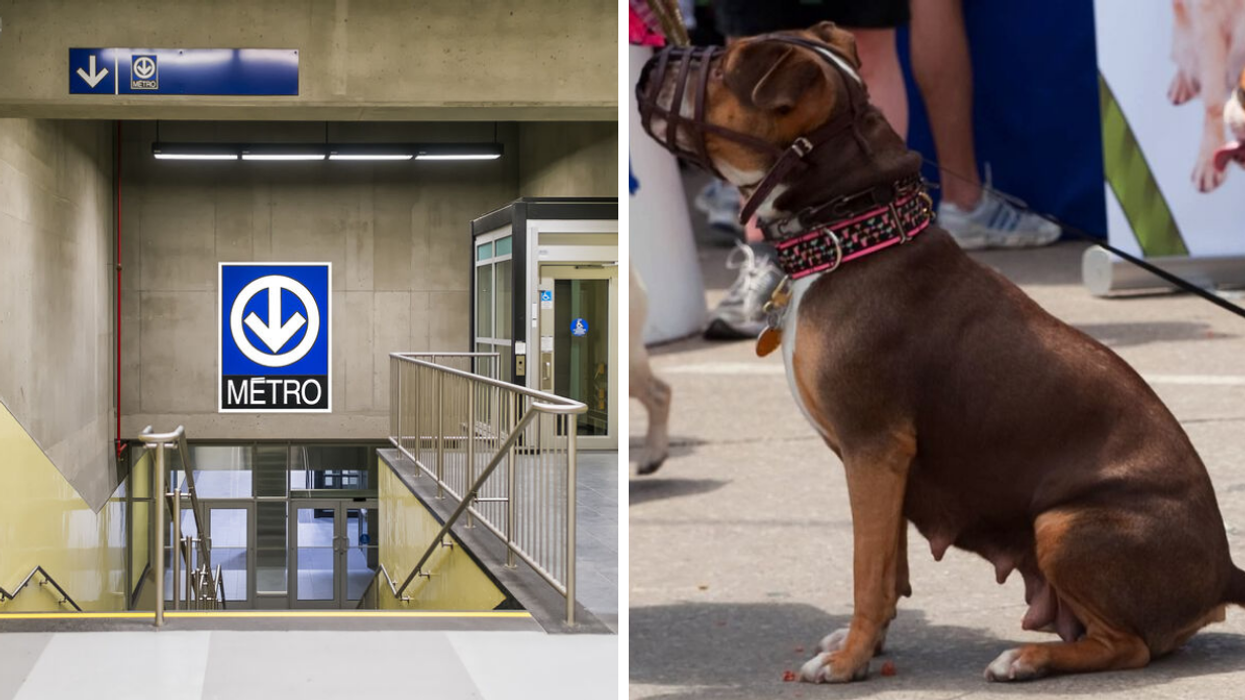 Métro de Montréal. Droite : chien en muselière.