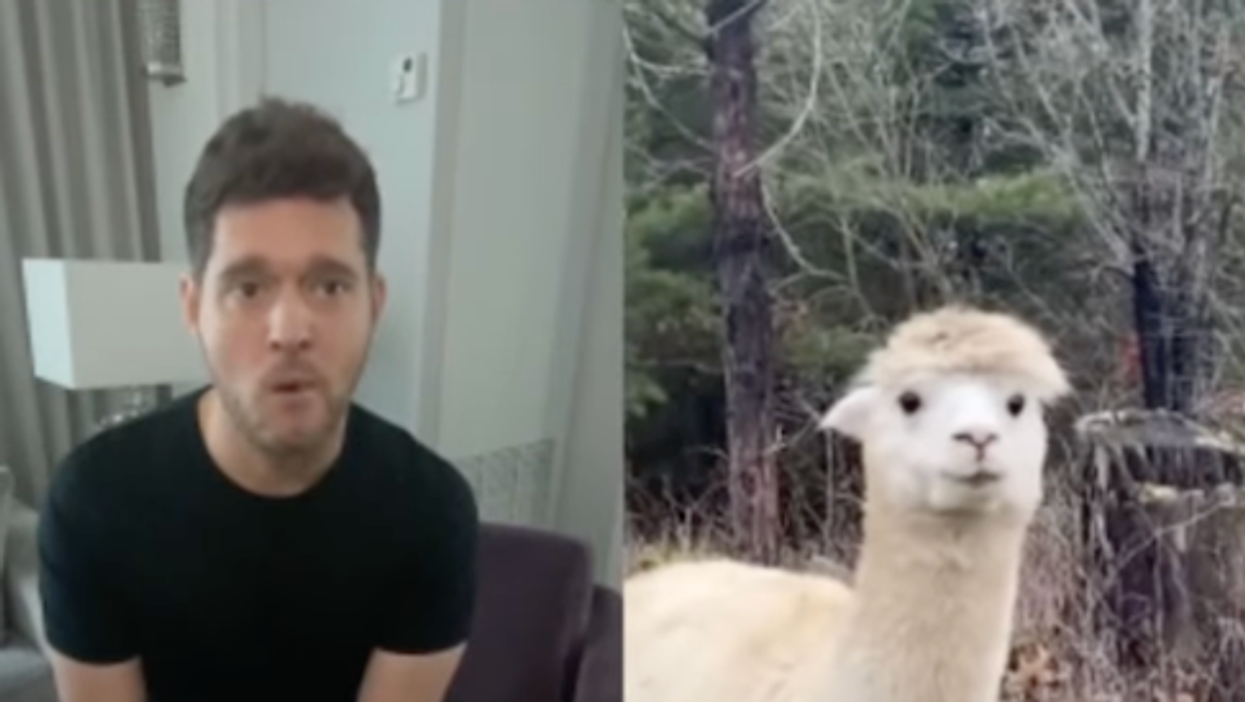 Michael Bublé Pretended To Be A Llama On TikTok & Literally What Is Going On (VIDEO)