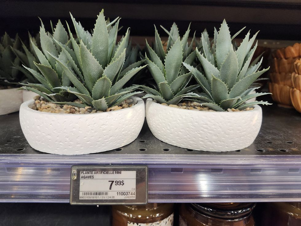 Mini agaves artificielles dans un pot blanc.