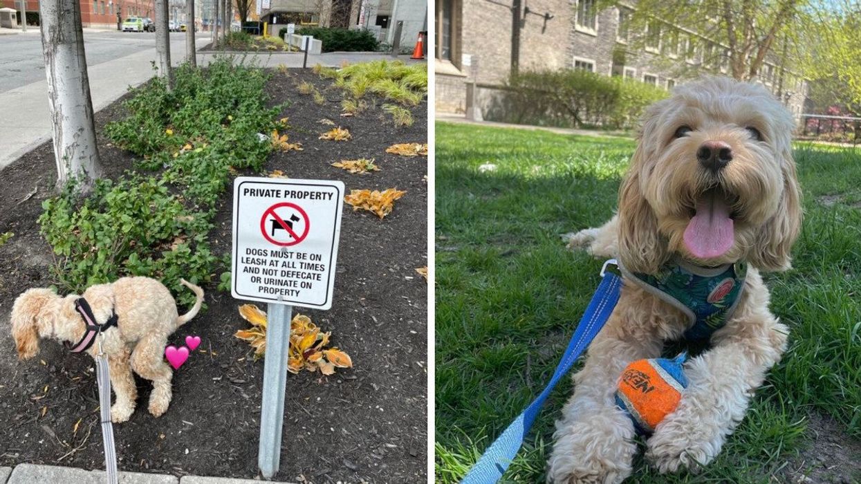 Mira Nabulsi's dog in Toronto.