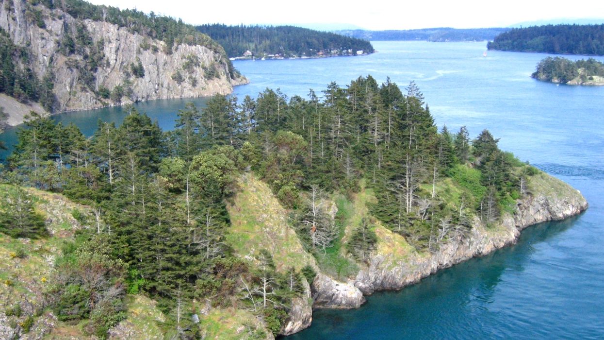 Missing Dog In BC Was Found By Surfers After Being Lost For 3 Months