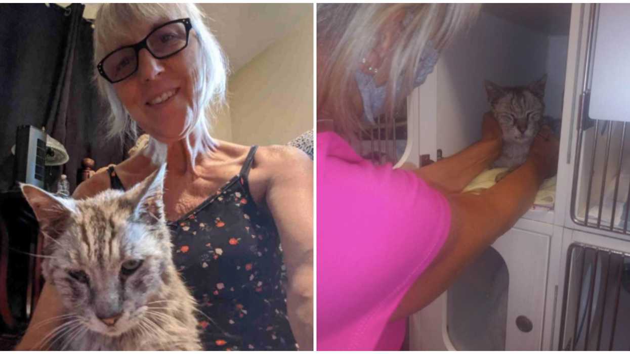 Missing Ontario Cat Was Found 10 Years Later Over 25 km Away (VIDEO)