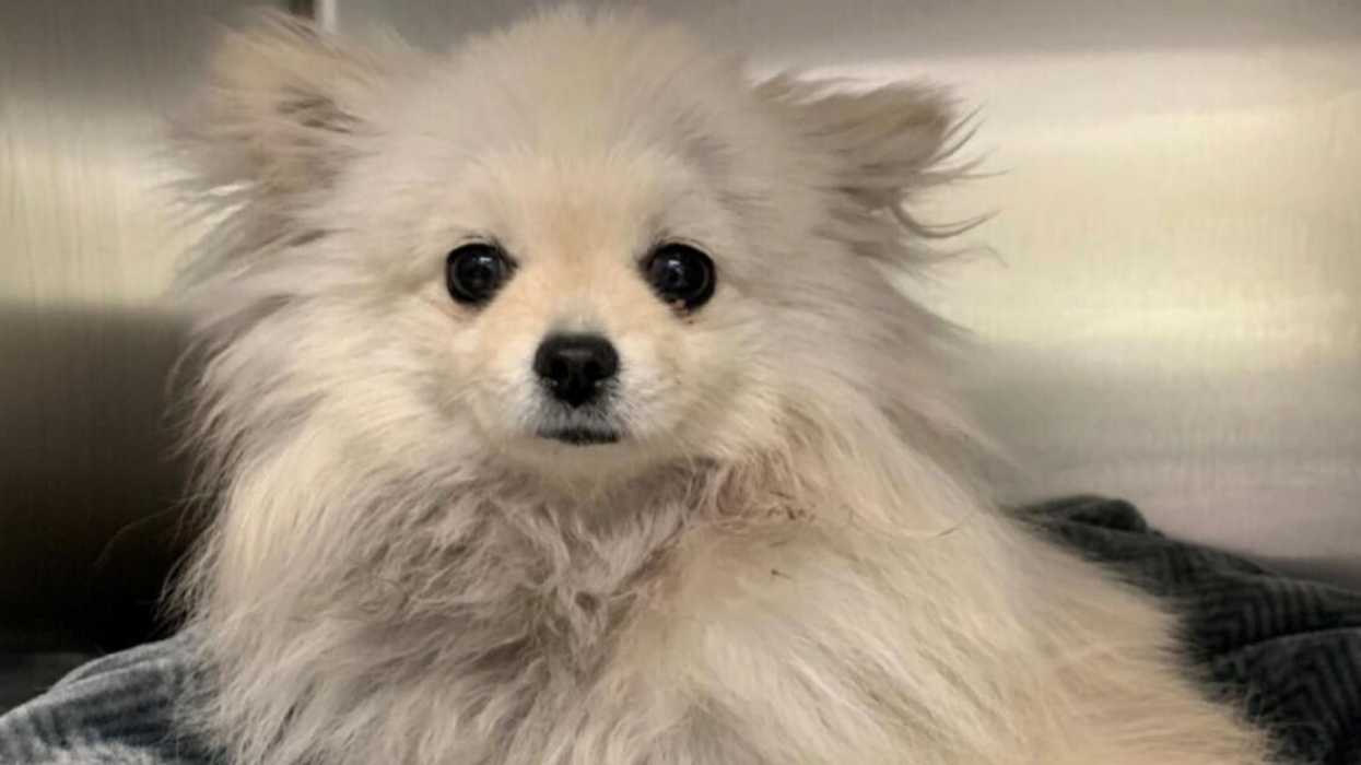 Mississauga Dog Dragged On Its Leash From Moving Vehicle Expected To Make Full Recovery