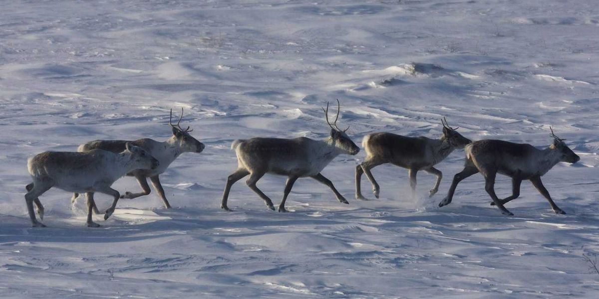 Environmentalists have mixed reactions to Quebec-Ottawa caribou funding deal Environmentalists have mixed reactions to Quebec-Ottawa caribou funding deal