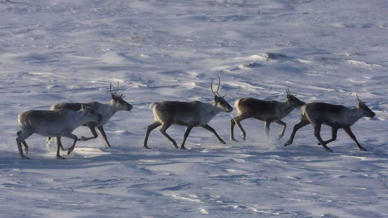 Mixed reaction to Quebec-Ottawa caribou deal