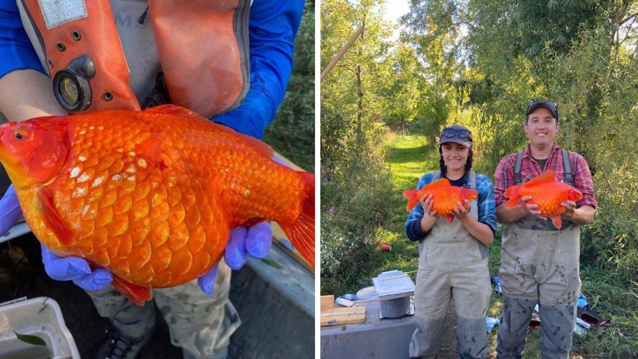 Monster-Sized Goldfish Were Found In An Ontario Harbour & It's A Big Problem (PHOTOS)