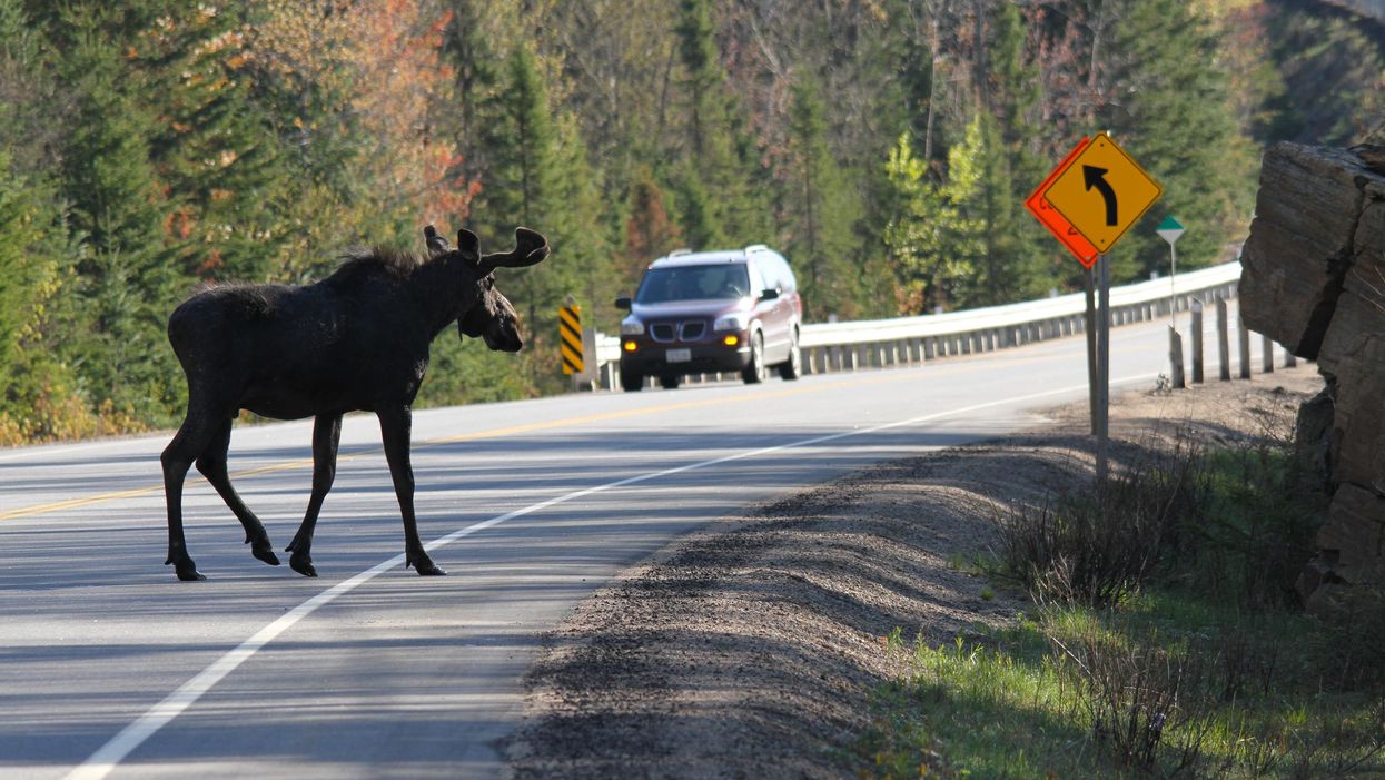 Moose crosses highway in Algonquin Park.