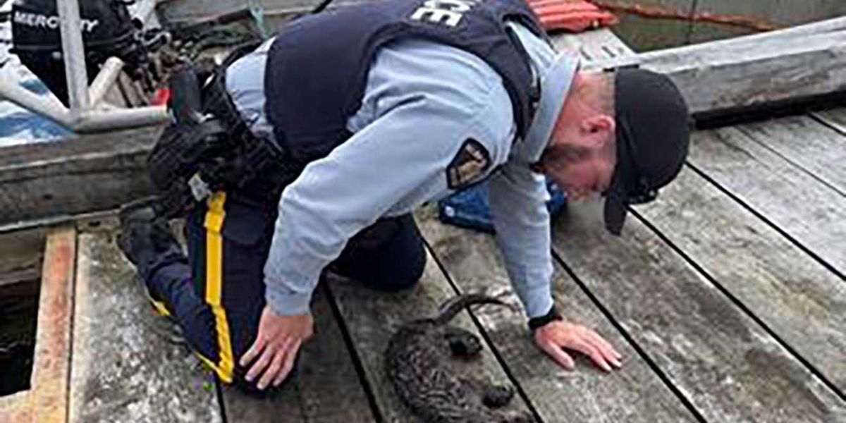 Mouth-to-mouth resuscitation save otter pup found strangled by fishing net in B.C. Mouth-to-mouth resuscitation save otter pup found strangled by fishing net in B.C.